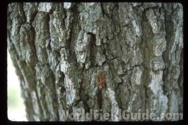 Bark<br>(Location of Picture: Zion Beach Park, Illinois, USA)