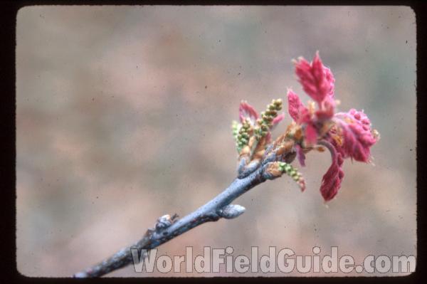 Flowers<br>(Location of Picture: Near Zion Beach Park, Illinois, USA)