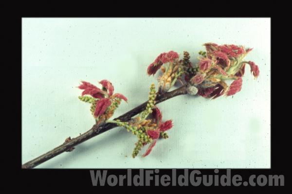 Flowers<br>(Origin of the Specimen: Near Zion Beach Park, Illinois, USA)