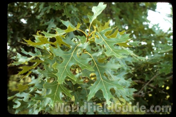 Leaves<br>(Location of Picture: Zion Beach SP, Il. July 25, 2013)