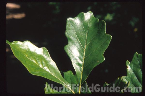 Leaf<br>(Location of Picture: Glencoe Botanic Gardens, Il, USA)