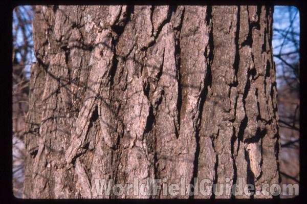 Bark
