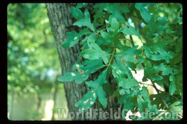 Leaves