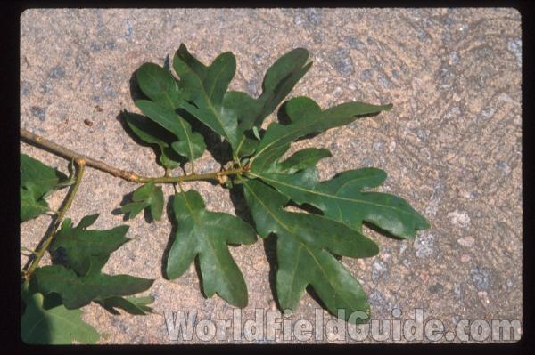 Leaves and Twig