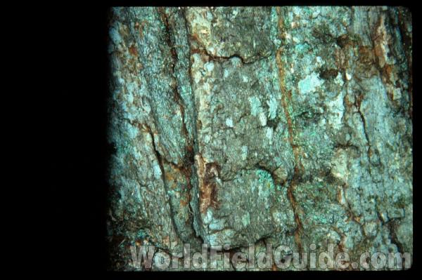 Bark