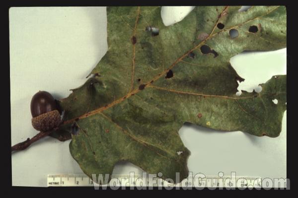 Acorn and Leaf