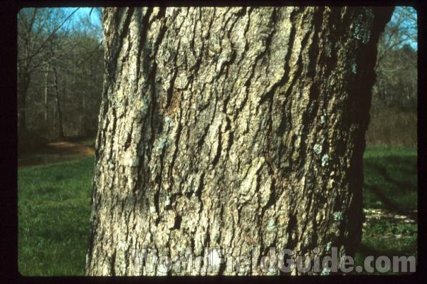 Bark