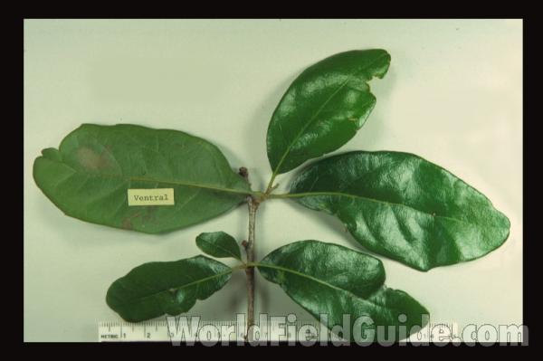 Leaves