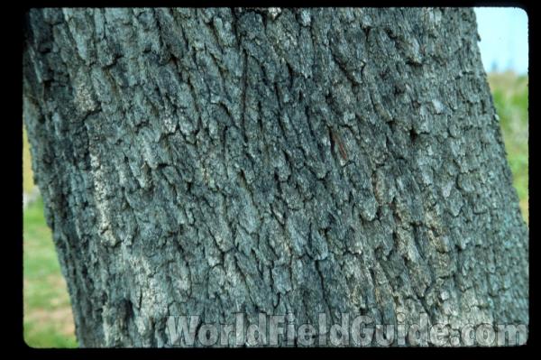 Bark