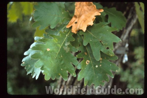 Leaf<br>(Location of Picture: Morton Arboretum, Il, USA)