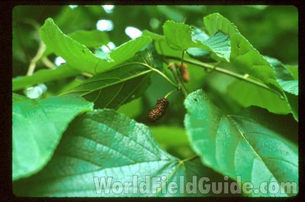 Fruit With Leaves<br>(Location of Picture: Tennessee, USA)
