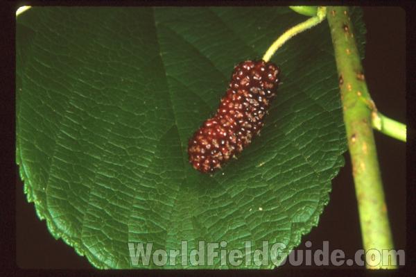 Fruit<br>(Location of Picture: Tennessee, USA)