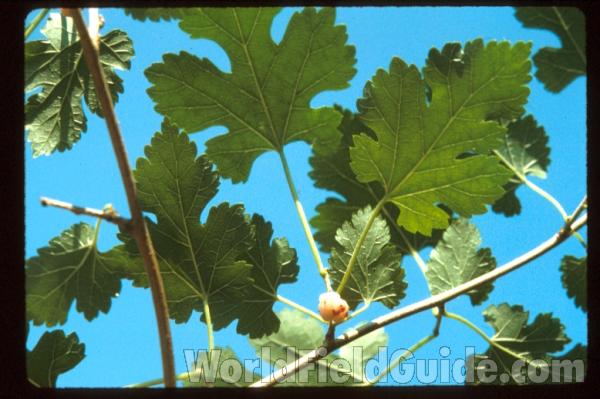 Leaves<br>(Location of Picture: Volo, Illinois, USA)