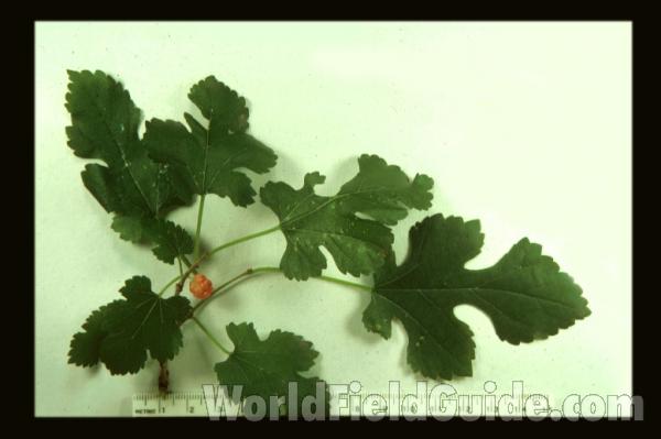 Leaves<br>(Origin of the Specimen: Volo, Illinois, USA)