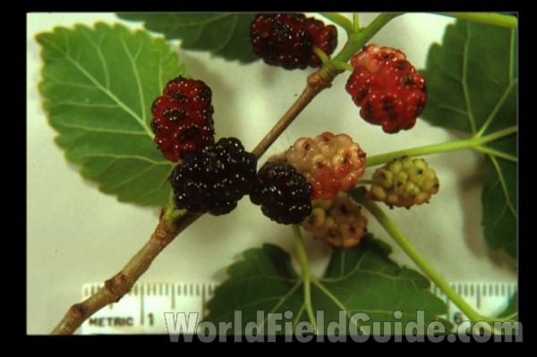 Fruit<br>(Origin of the Specimen: Round Lake, Illinois, USA)