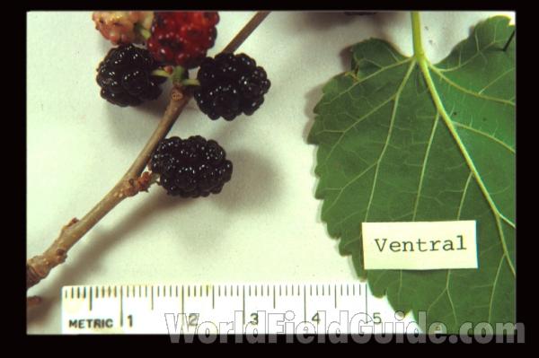 Fruit<br>(Origin of the Specimen: Round Lake, Illinois, USA)
