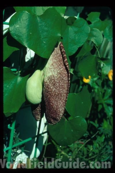 Flower - Side