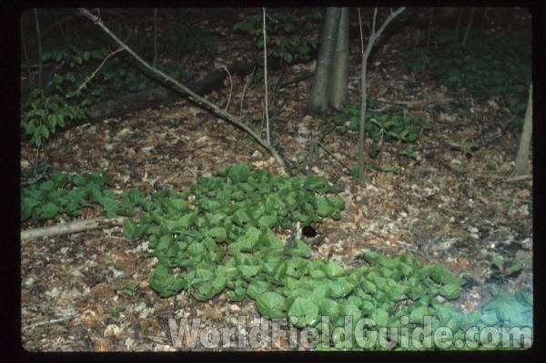 Habitat<br>(Location of Picture: Dan Wright Woods, Illinois, USA)