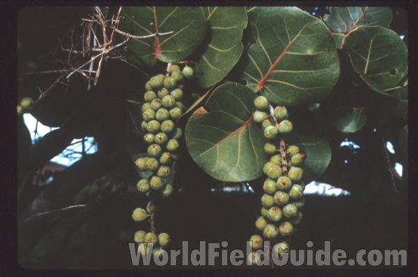 <br>(Location of Picture: T, F)<br>(Location of Picture: T, F)
