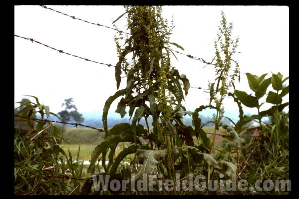 Seeds<br>(Location of Picture: Okanogan, Washington, USA)<br>(Location of Picture: New York, USA)