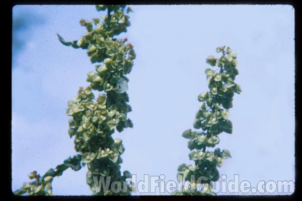 Seeds<br>(Location of Picture: Okanogan, Washington, USA)<br>(Location of Picture: New York, USA)<br>(Location of Picture: Illinois, USA)
