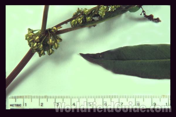 <br>(Origin of the Specimen: Illinois, USA)<br>(Origin of the Specimen: Illinois, USA)<br>(Origin of the Specimen: Illinois, USA)