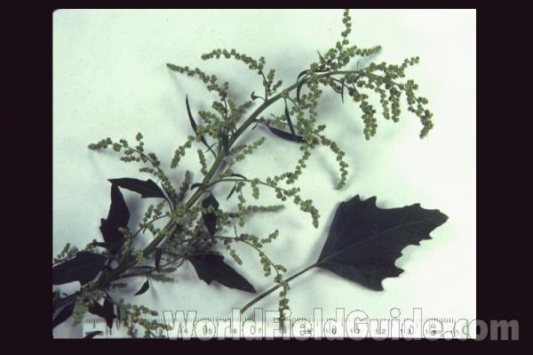 Leaf<br>(Location of Picture: Okanogan, Wa. 2020)