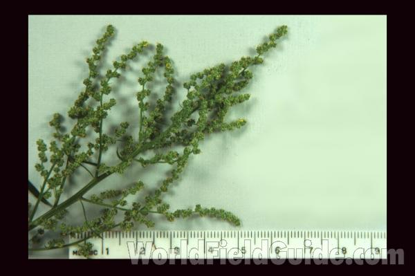 Leaf<br>(Location of Picture: Okanogan, Wa. 2020)