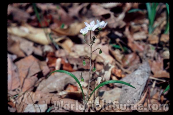 Flower - Close View<br>(Location of Picture: Weatherford, Texas)<br>(Location of Picture: Missouri, USA)