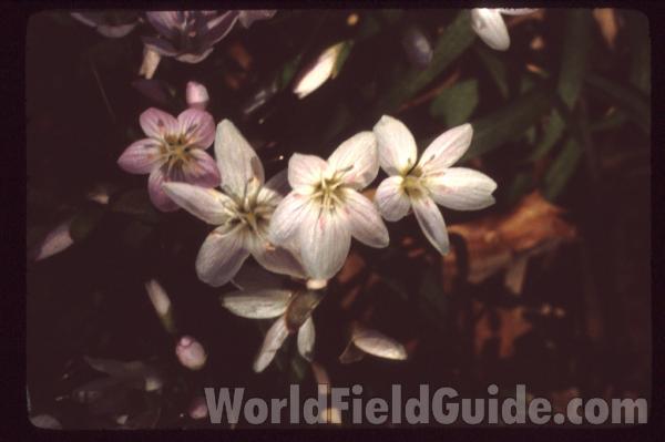 Habitat<br>(Location of Picture: Cook Co, Il, USA, April 20, 2010)<br>(Location of Picture: Metawa, Illinois, USA)