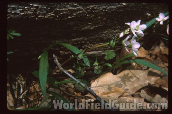 Habitat<br>(Location of Picture: Cook Co, Il, USA, April 20, 2010)<br>(Location of Picture: Metawa, Illinois, USA)