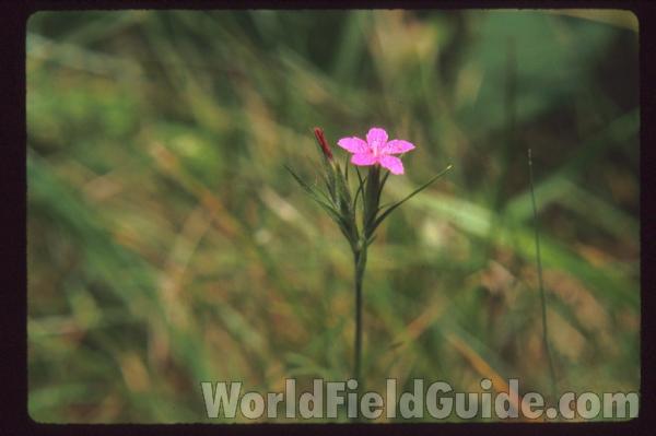 Top of Plant in Blooom, July 20<br>(Location of Picture: Near Fox River, McHenry, Il. 2013)<br>(Location of Picture: Illinois, USA)