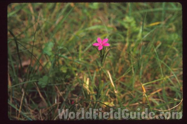 Top of Plant in Blooom, July 20<br>(Location of Picture: Near Fox River, McHenry, Il. 2013)<br>(Location of Picture: Illinois, USA)<br>(Location of Picture: Illinois, USA)