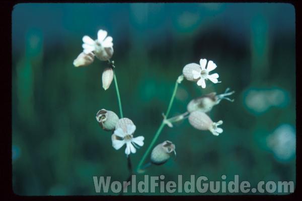 <br>(Location of Picture: Sweden, Europe)<br>(Location of Picture: Wisconsin, USA)