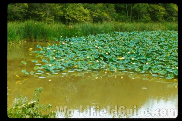 Silhouette by Parts - Line Drawing<br>(Origin of the Specimen: Britton and Brown)<br>(Location of Picture: Ohio, USA)