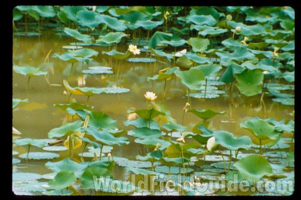 Silhouette by Parts - Line Drawing<br>(Origin of the Specimen: Britton and Brown)<br>(Location of Picture: Ohio, USA)<br>(Location of Picture: Ohio, USA)