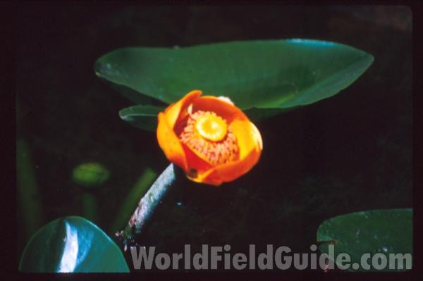 Flower - Rear View<br>(Location of Picture: Buzzard Lake, Washington, USA, 2009)<br>(Location of Picture: Kodiak Island, USA)<br>(Location of Picture: California, USA)