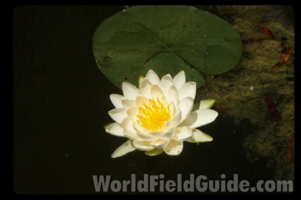 <br>(Origin of the Specimen: Round Lake, Il, USA)