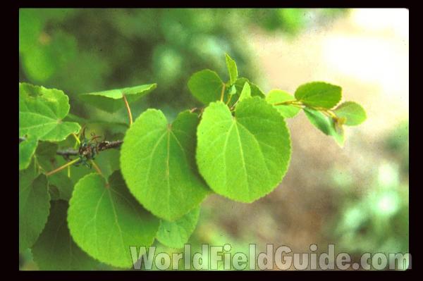 Leaves and Twig<br>(Location of Picture: Glencoe Botanic Gardens, Il, USA)