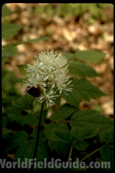 <br>(Location of Picture: Wisconsin, USA)<br>(Location of Picture: Illinois Private Garden, USA)<br>(Location of Picture: Illinois Private Garden, USA)