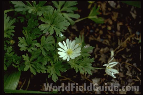 Flower<br>(Location of Picture: Glencoe Botanic Gardens, Il, USA)
