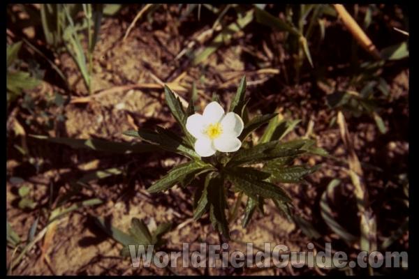 Flower<br>(Location of Picture: Zion Harbor, Illinois, USA)<br>(Location of Picture: Wadsworth, Illinois, USA)