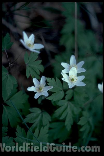 Silhouette<br>(Location of Picture: Sweden, Europe)