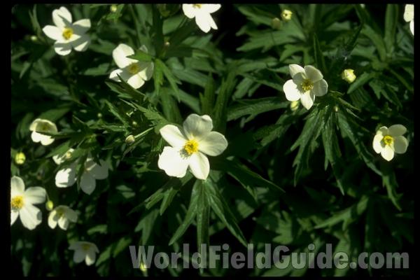 Top of Plant in Bloom<br>(Location of Picture: Private Garden, Wa., USA, 2012)<br>(Location of Picture: Washington, USA)
