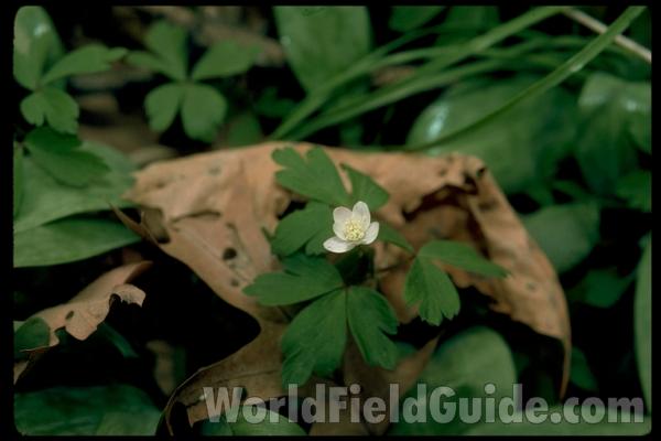 Flower<br>(Location of Picture: Glacier Park, Illinois, May 1, 2005)<br>(Location of Picture: Zion, Illinois, USA)