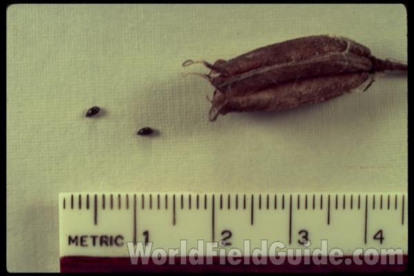 Pod & Seed