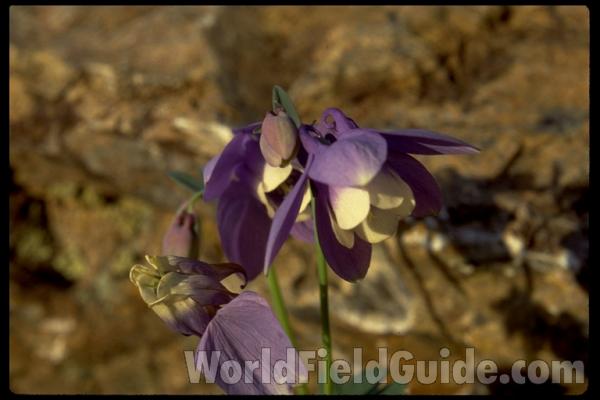Flowers<br>(Location of Picture: Manito Garden, Washington, USA)<br>(Location of Picture: Glencoe Botanic Gardens, Il, USA)