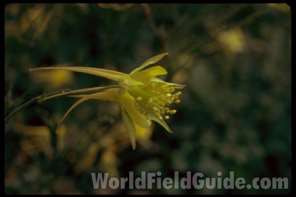 Yellow<br>(Location of Picture: Chicago Private Garden, Il, USA)