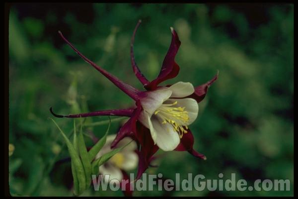 Purple and White<br>(Location of Picture: Chicago Private Garden, Il, USA)