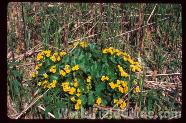 <br>(Location of Picture: Zion, Illinois, USA)